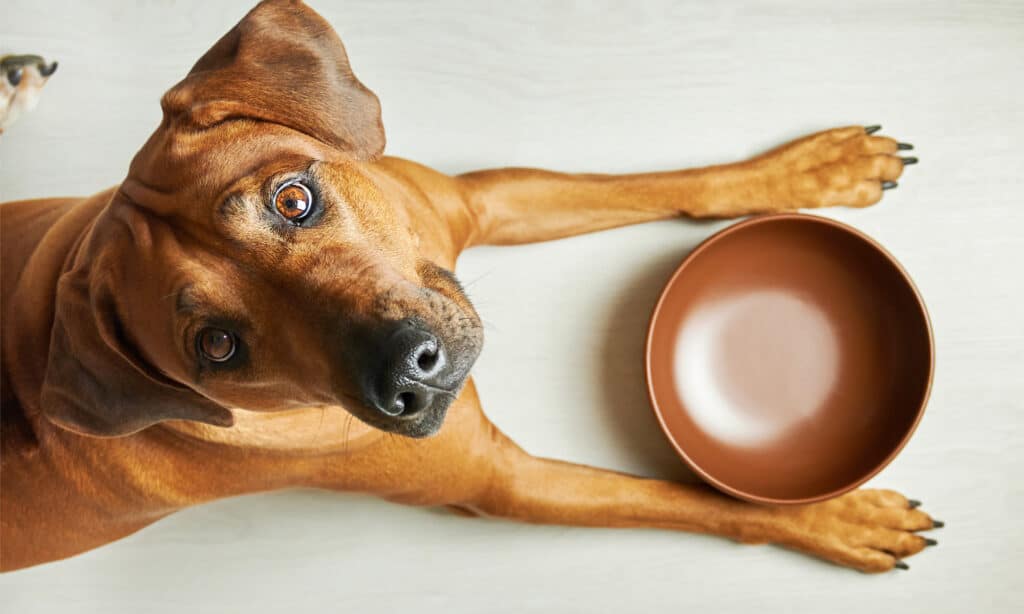 Cane marrone affamato in attesa di essere nutrito accanto alla ciotola vuota