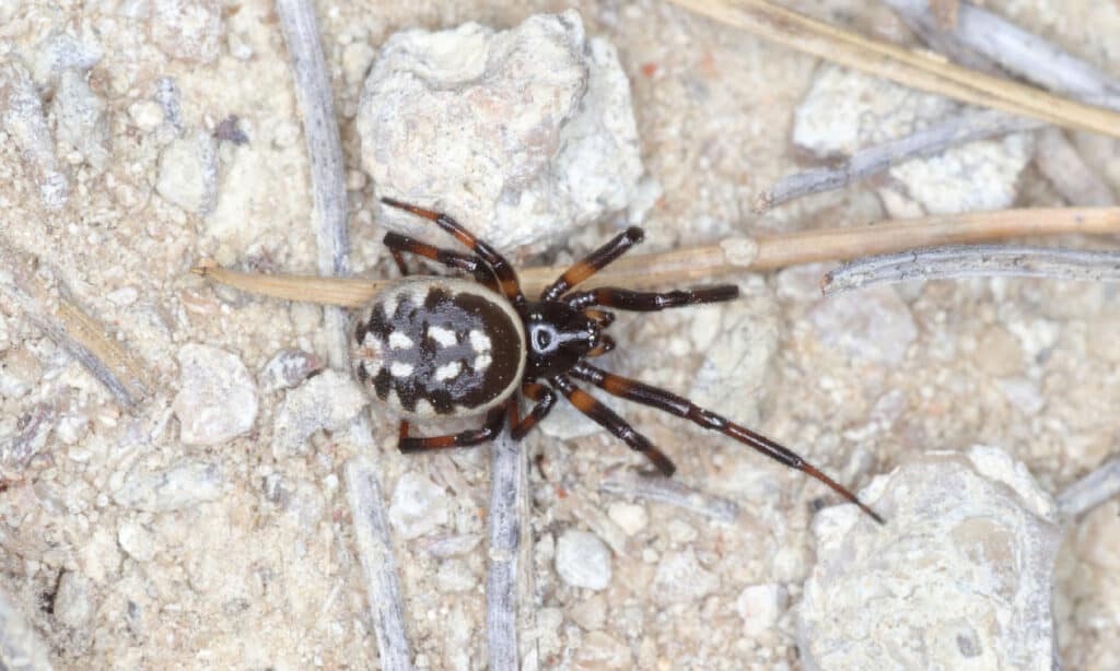 Falsa vedova macchiata di bianco