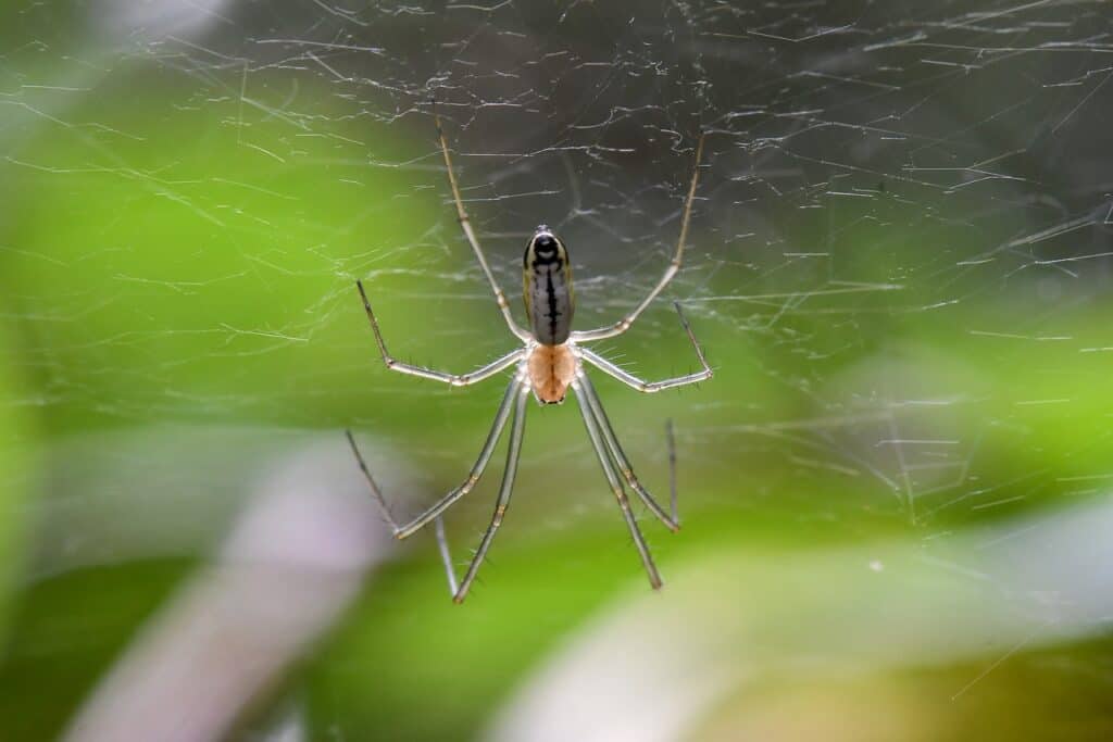 Sierra Dome Spider (Neriene litigiosa)
