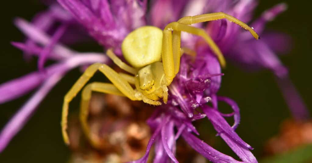 Animali gialli – Misumena Vatia