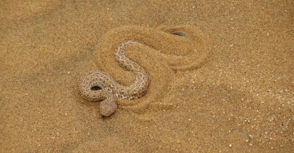 Un elenco completo dei serpenti velenosi negli Stati Uniti (più di 30 specie!)