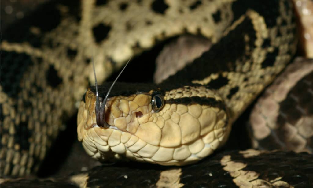 La maggior parte dei serpenti velenosi - Serpente Fer-de-lance