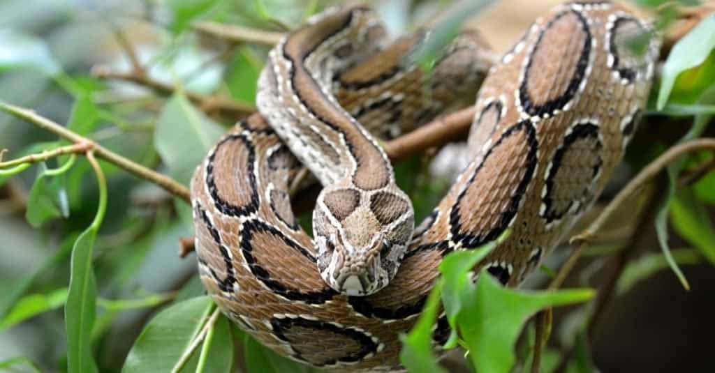 Ehi!  10 serpenti con veleno carnivoro (citotossico).