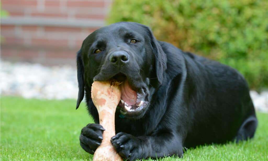 perché i cani seppelliscono le ossa