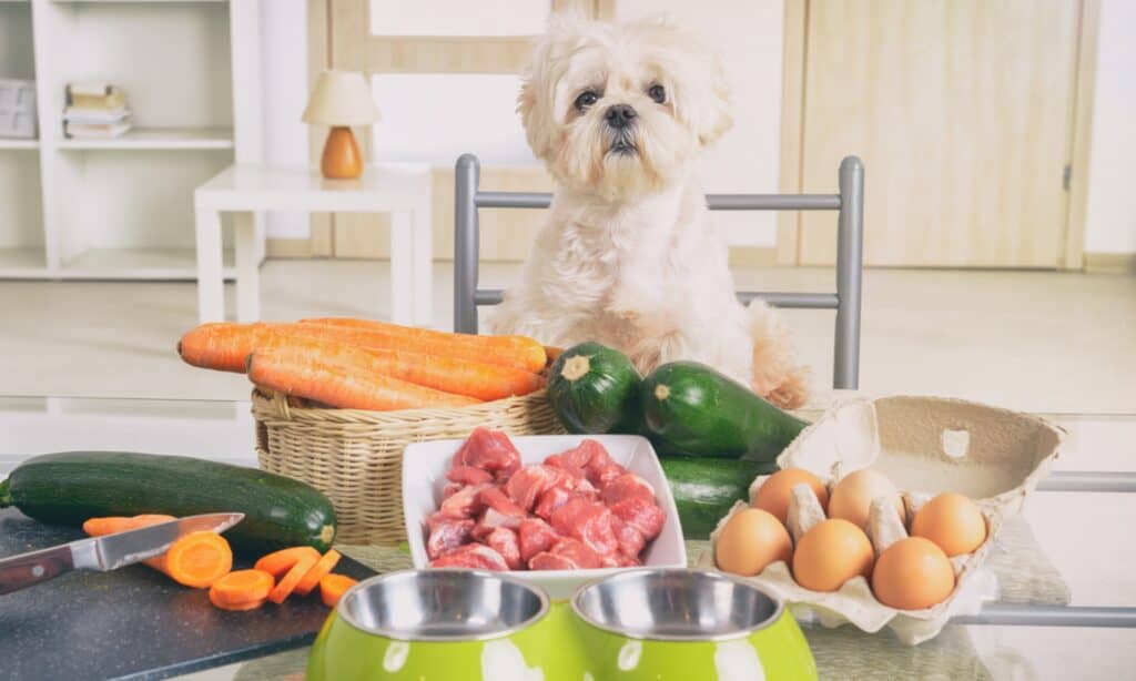 Cibo per cani con ingredienti limitati