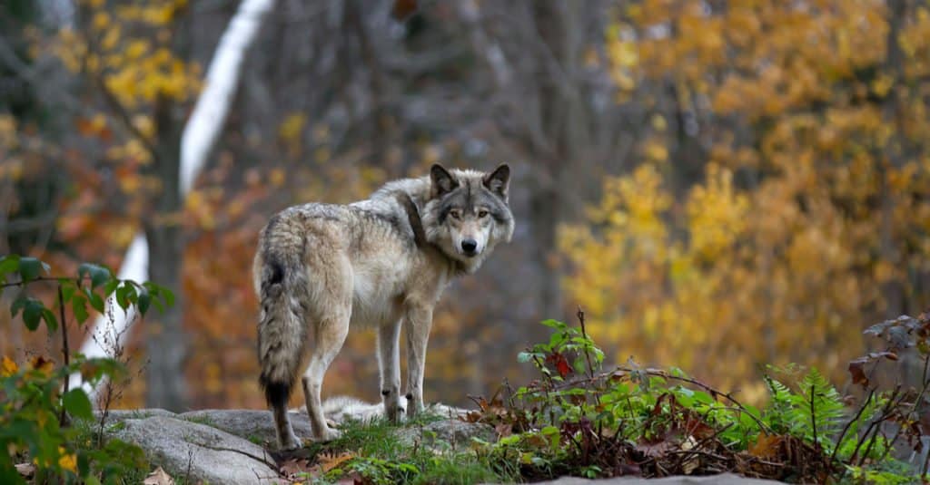 Predatore all'apice: Lupo