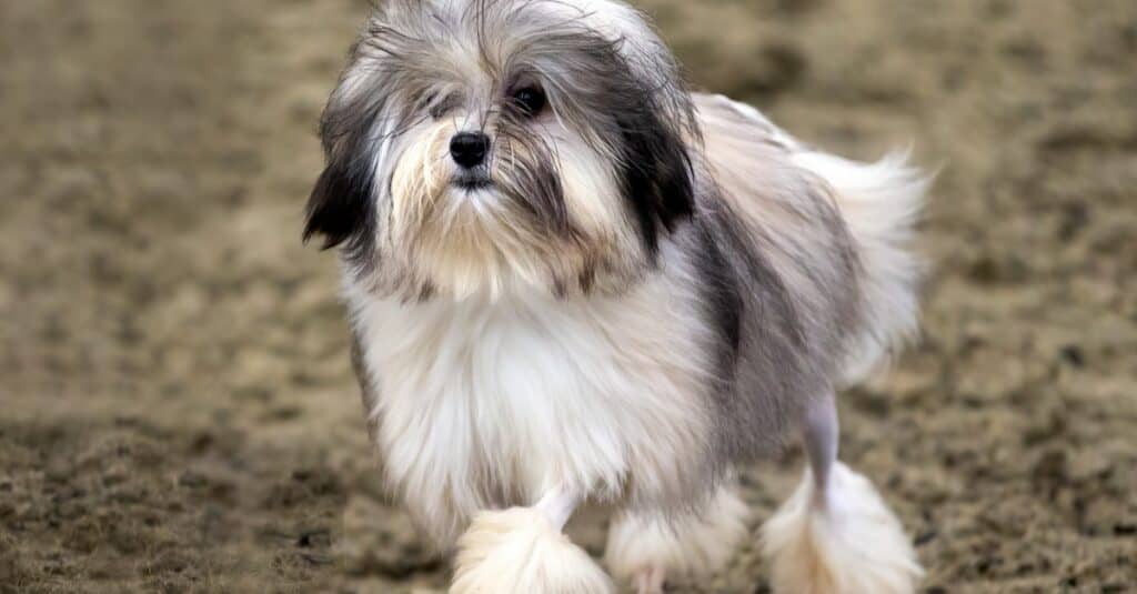 Il Lowchen o Little Lion Dog che gioca nel parco.