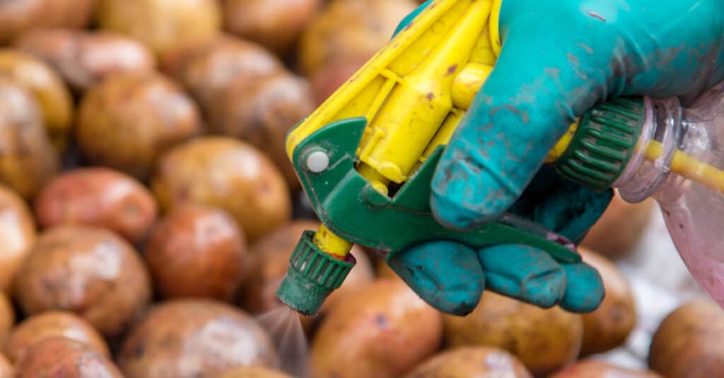 Cosa mangiano gli insetti della patata - Spruzzare i tuberi