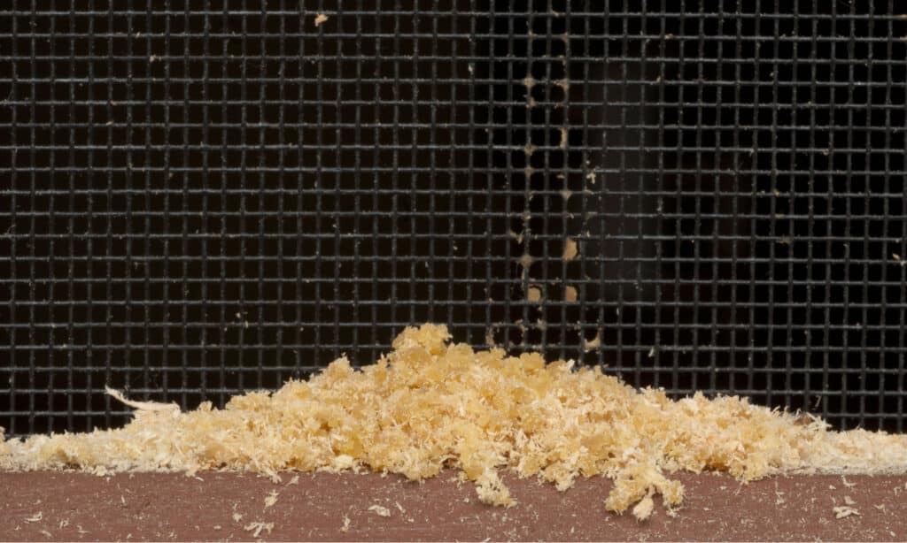 Segatura, o frass, formica carpentiere
