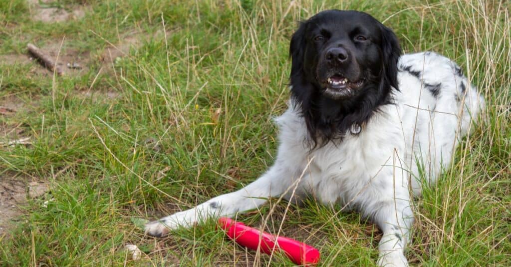 Frisian Stabyhoun si diverte al dogpark.