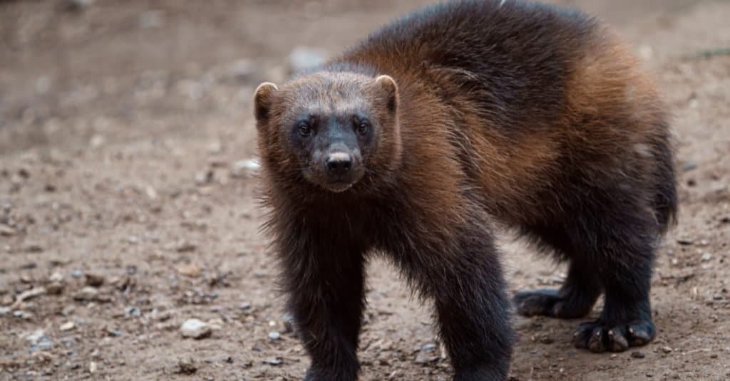 L'animale più spaventoso del mondo: i ghiottoni