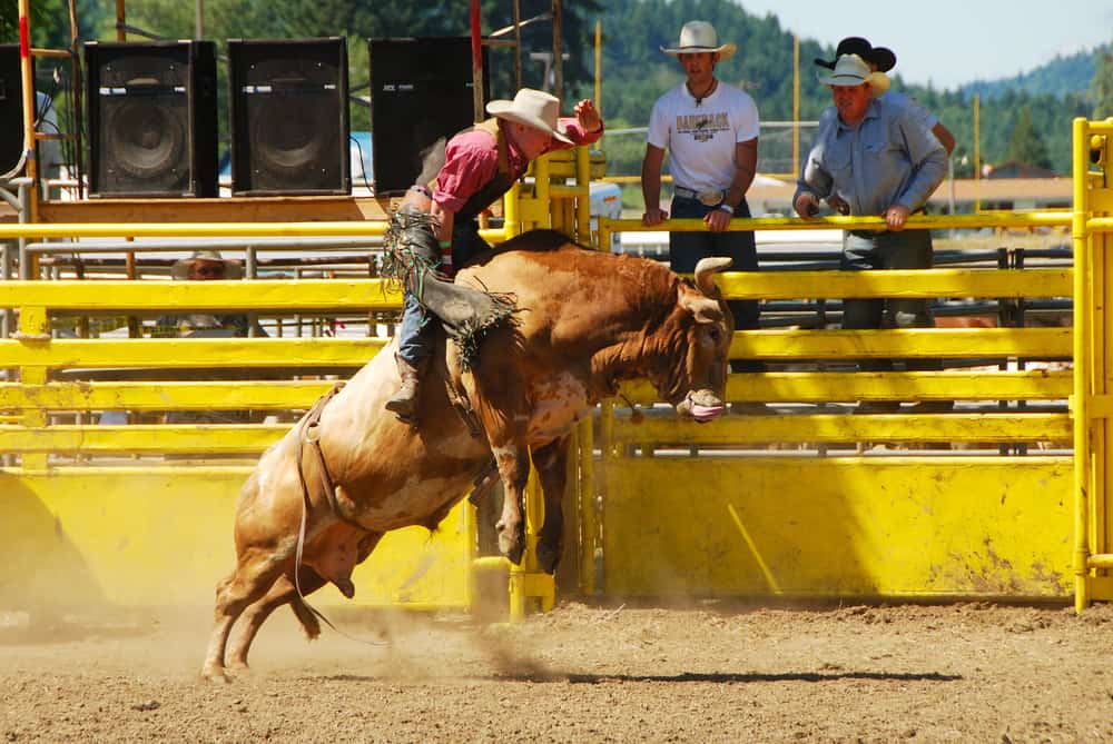 cavalcare il toro