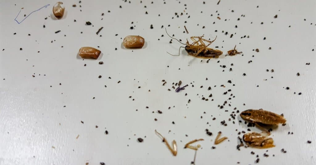 Cacca di scarafaggio - Scarafaggio accanto alle feci