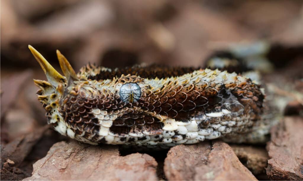 River Jack Snake o Vipera Rinoceronte