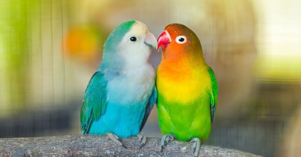 Cosa mangiano i piccioncini - Gli animali più romantici