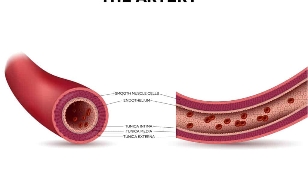 arteria