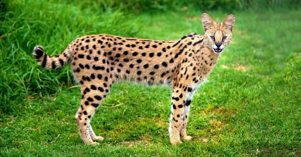 I gatti più arrabbiati e pazzi - Serval