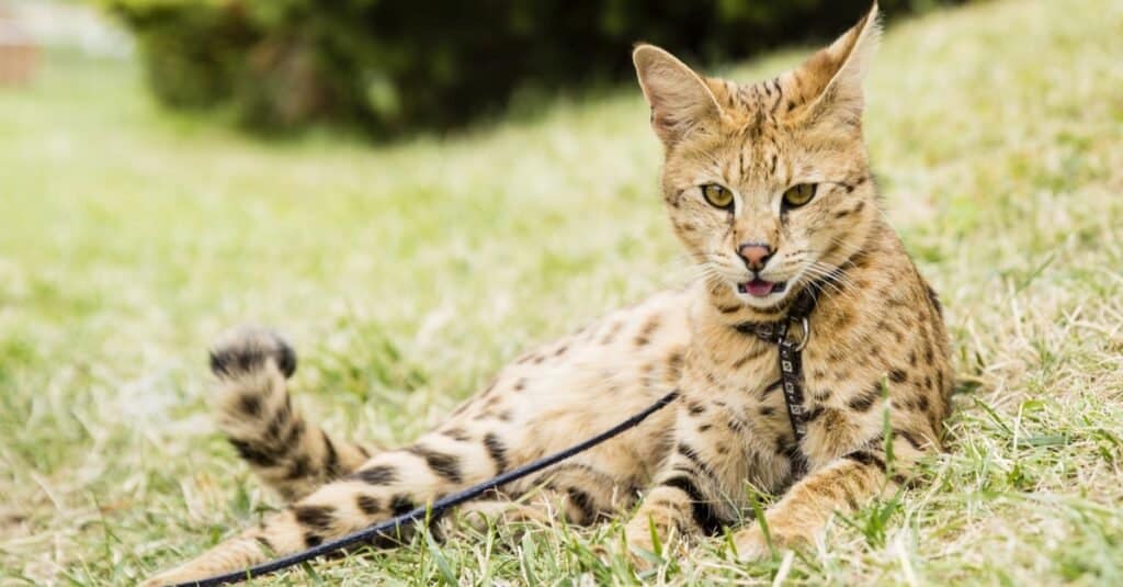Gatti più lunghi - Savannah Cat