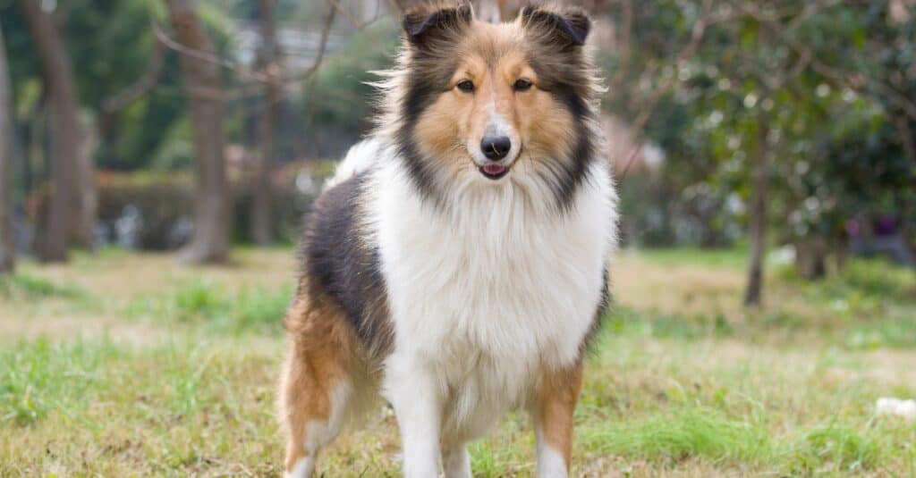 Cane pastore delle Shetland fuori