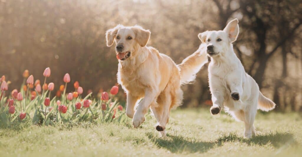 Golden Retriever vs pastore tedesco