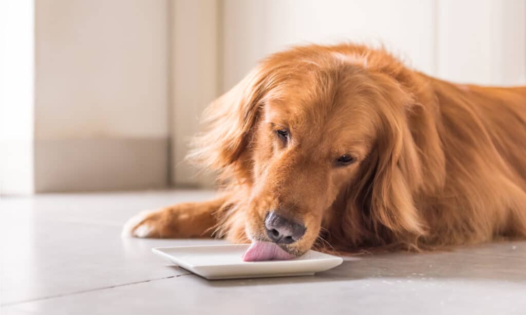 alimento umido per cani anziani