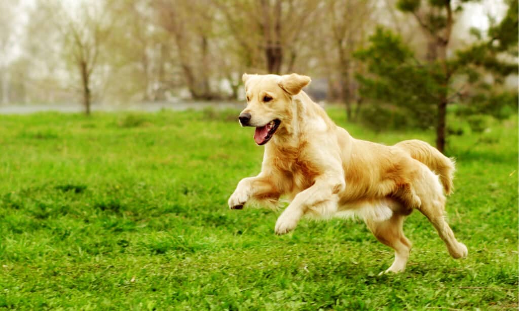 perché i cani prendono gli zombi