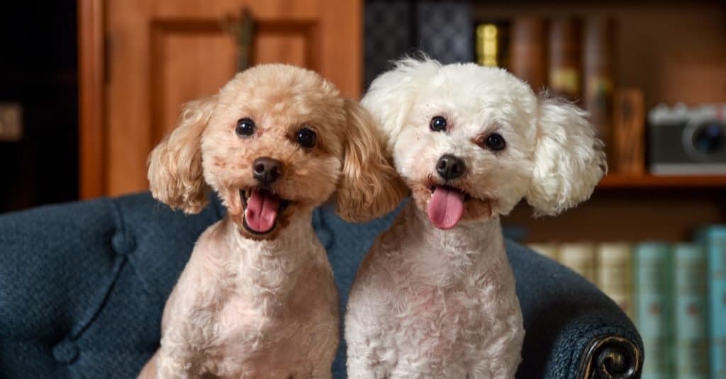 Bichon Frise vs Barboncino