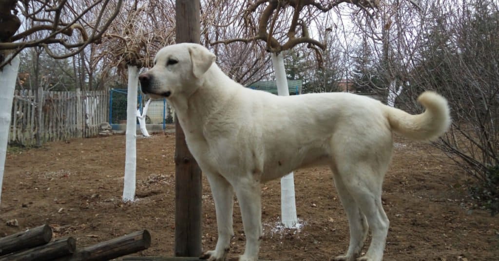 Akbash cane in piedi in un cortile