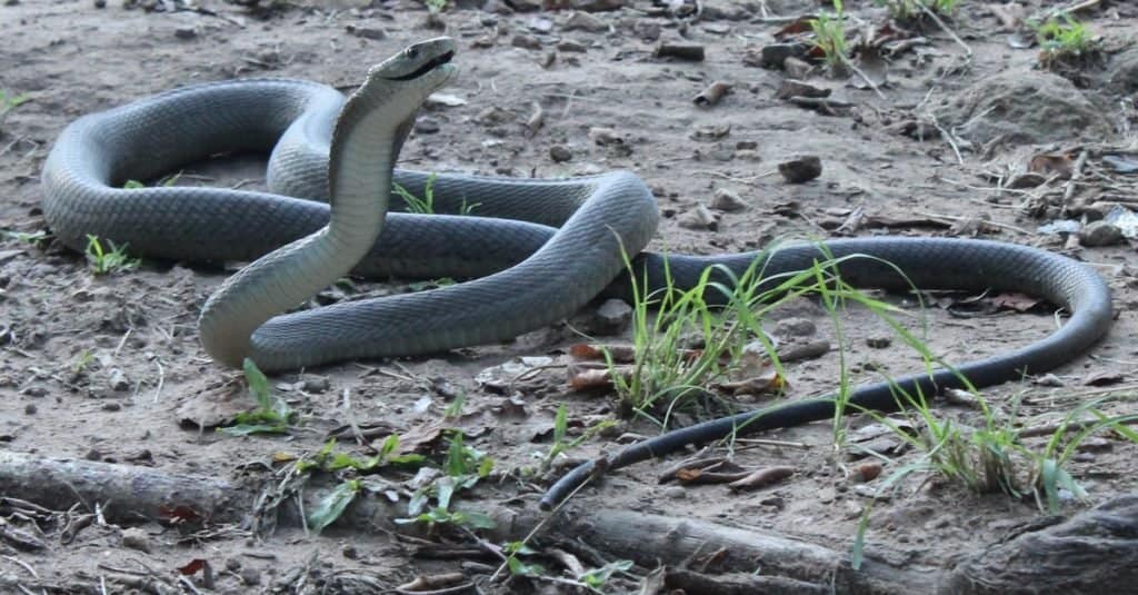 La maggior parte dei serpenti velenosi del mondo - Black Mamba