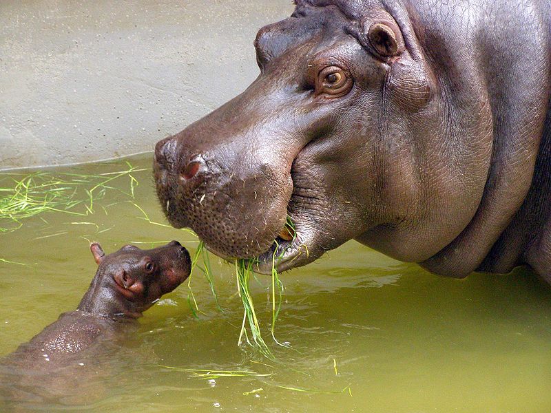 Teschio di ippopotamo: le mascelle di ippopotamo possono allungarsi di 4 piedi di larghezza