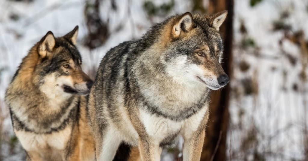 Animali che si accoppiano per la vita: il lupo grigio
