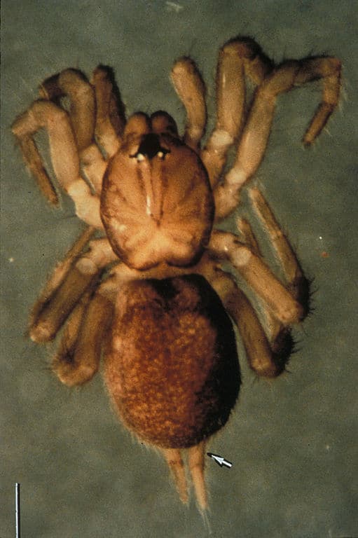 Ragno di muschio di abete rosso, Microhexura montivaga