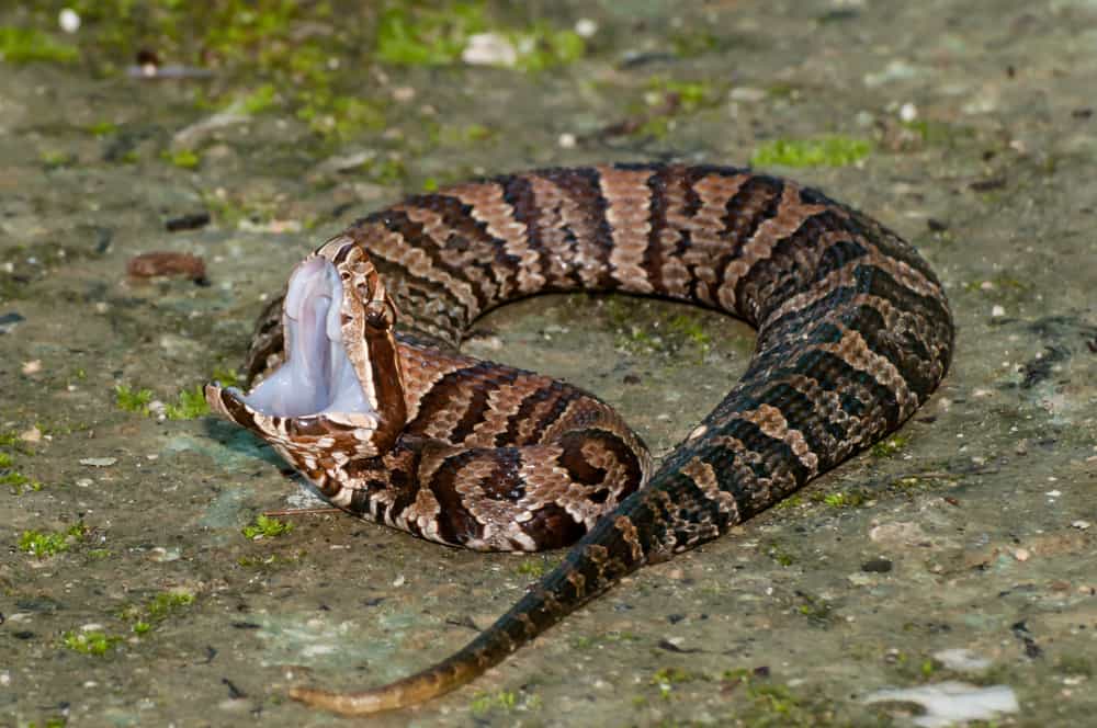 Il pericoloso serpente cottonmouth abita le zone umide del Texas