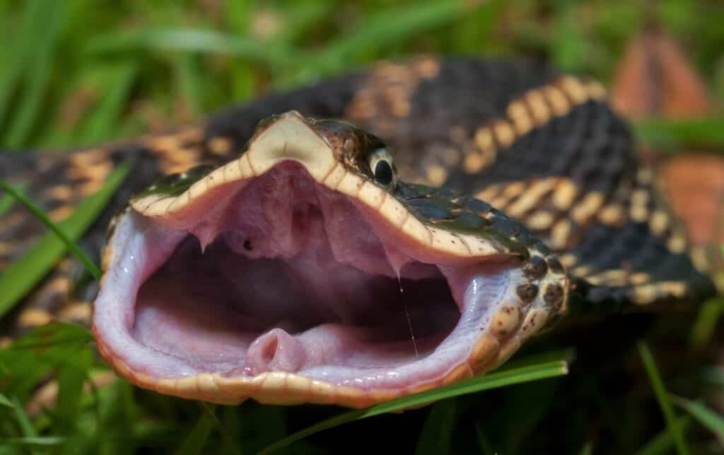 serpente hognose orientale