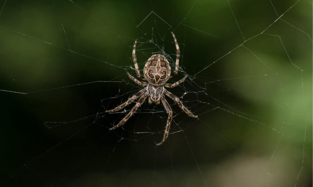 Ragni in Indiana - Bridge Orb Weaver