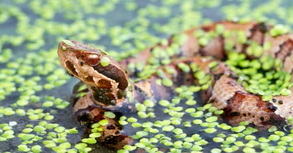 Serpente Cottonmouth giovanile che nuota in uno stagno.  Hanno bande di colori contrastanti ancora più forti.