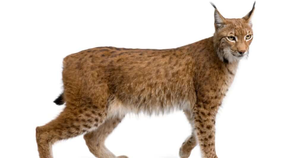 lince euroasiatica isolata