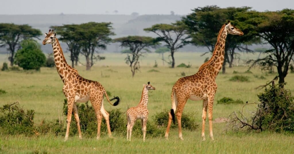 baby giraffa - baby giraffa e i suoi genitori