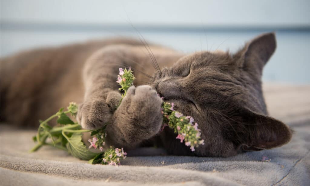 Cosa fa l'erba gatta ai gatti