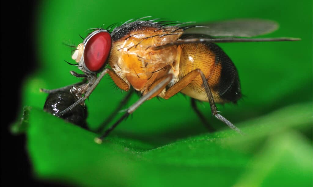 Una mosca della frutta su un frutto verde