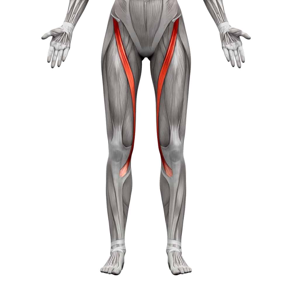 Sartorius,-,anatomia,muscoli,isolato,su,bianco,-,3d,illustrazione
