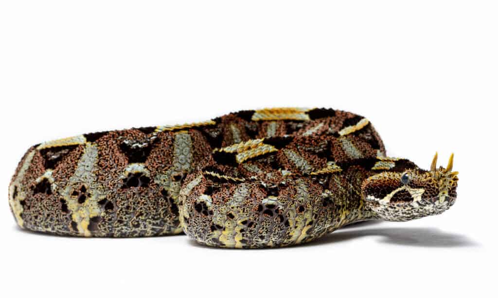 vipera rinoceronte
