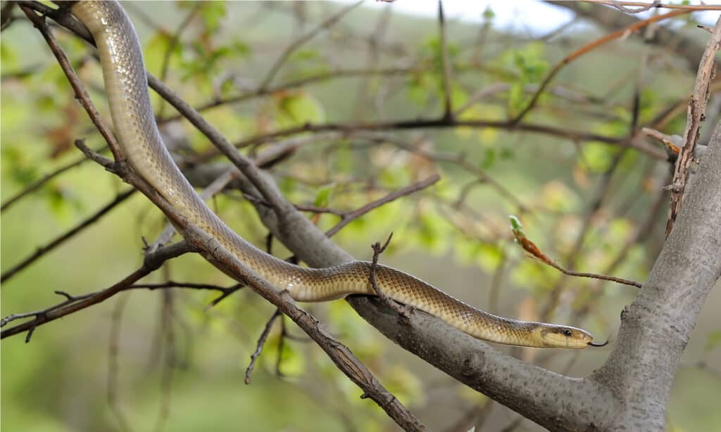 serpente di Esculapio