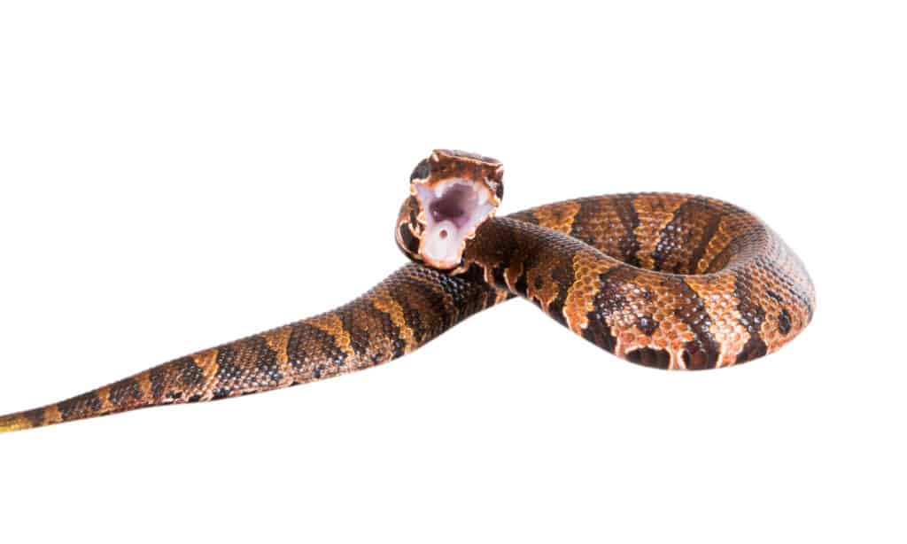 Copperhead Bite - Copperhead che mostra bocca e zanne