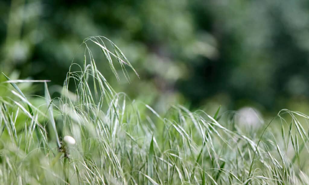 Cheatgrass