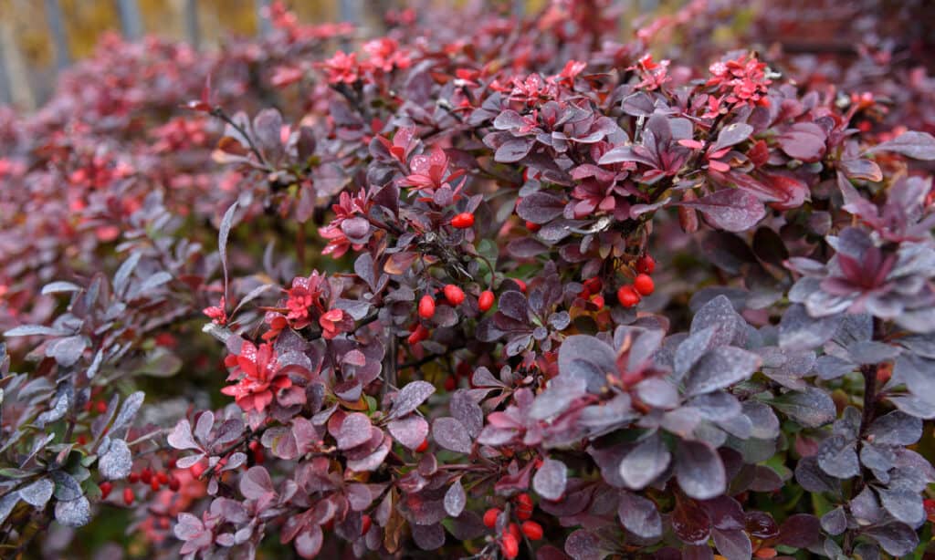 Berberis thunbergii, crespino giapponese