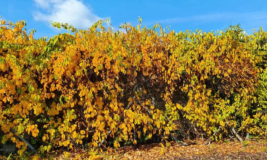 Agrodolce orientale (Celastrus orbiculatus)