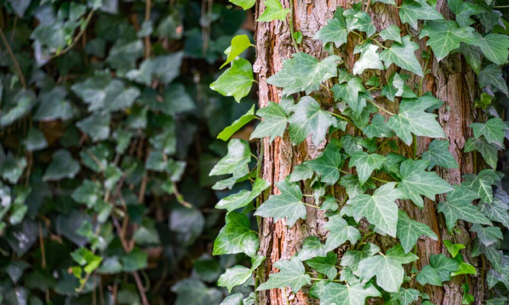 Edera inglese (Hedera helix)