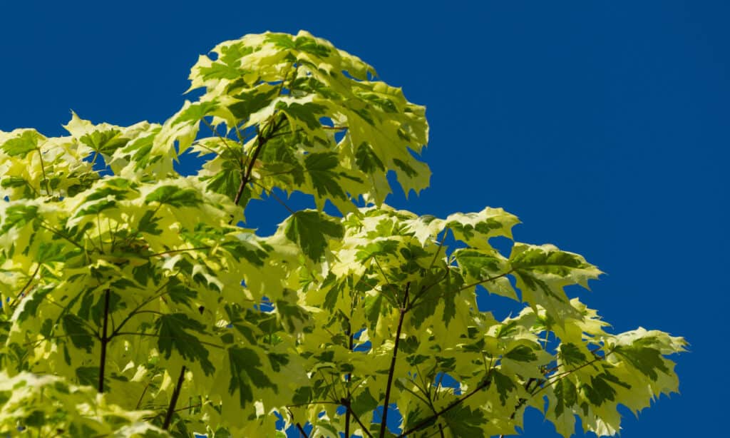 tipi di alberi di acero