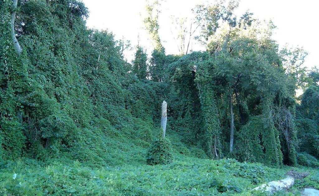Kudzu (Pueraria montana var. lobata)